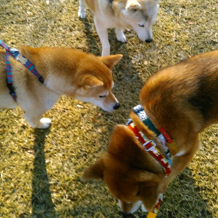 66b87ff3 c999 4cf3 82d2 dad159f638fc