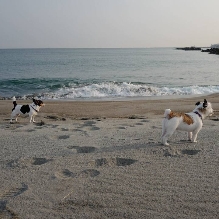 66c5235a e1b8 490a 913e 2c85faf91318