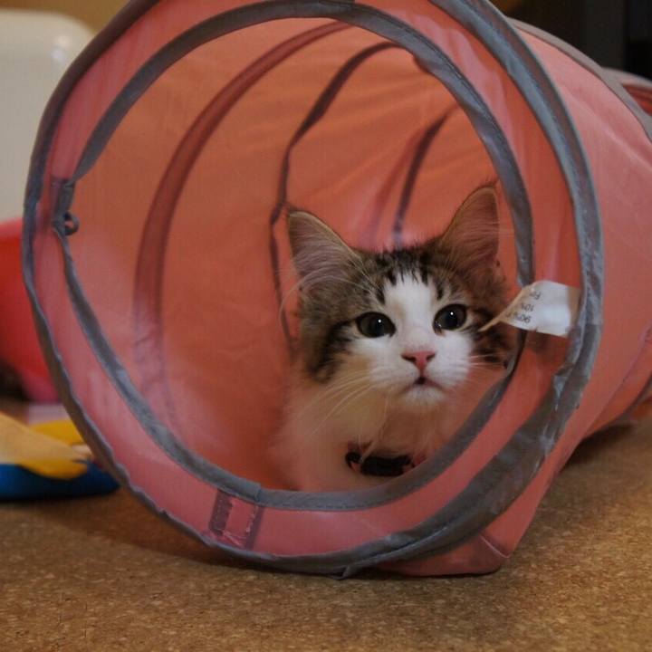 66c8a8d8 d432 4e39 8cd0 fee5ac50f94d