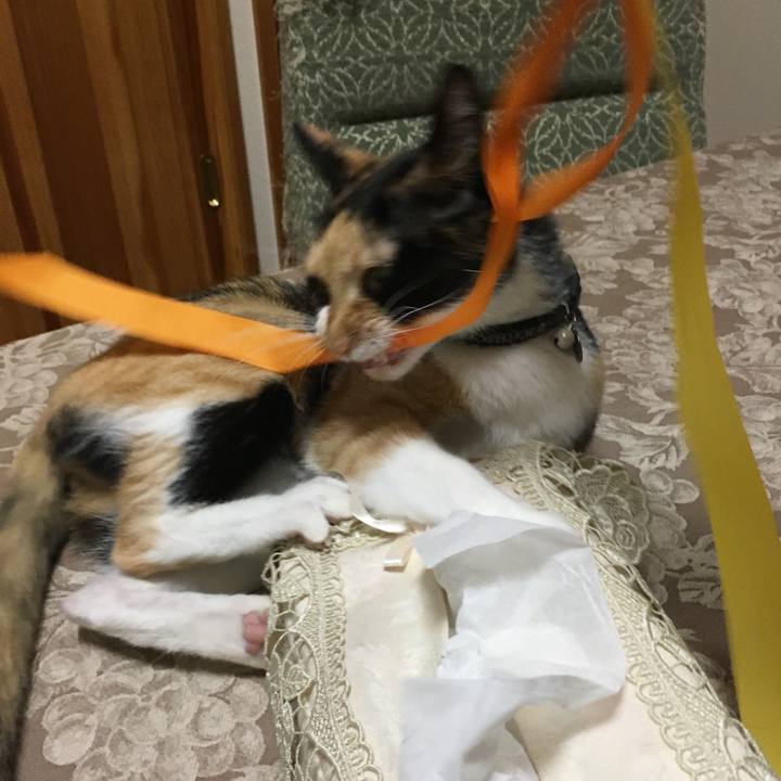 66cb5152 0065 43d0 aa1e d30bd1aafc09