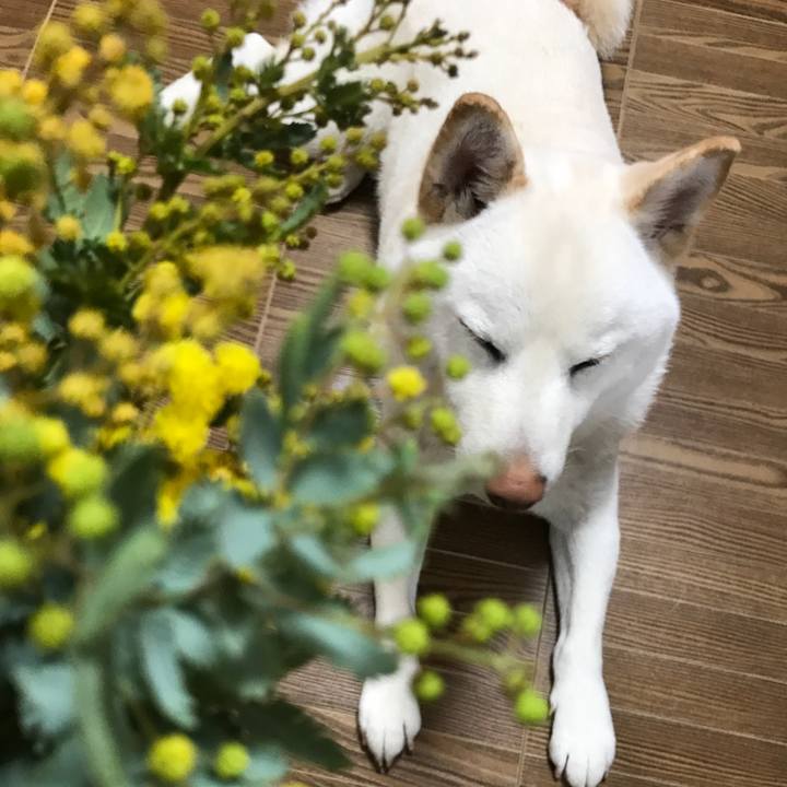 66ff8a94 2f2b 4b2f 84c5 0dc97d2fa5f5