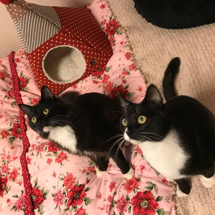 6746ae16 f51d 4dae 9141 b355eb5278e5