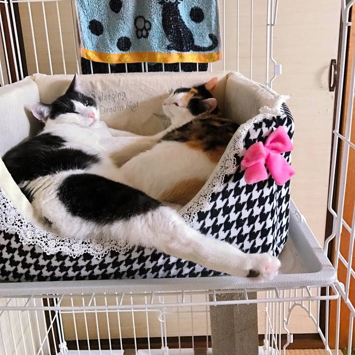 675ca126 d095 4794 aca6 1dba08977b8a