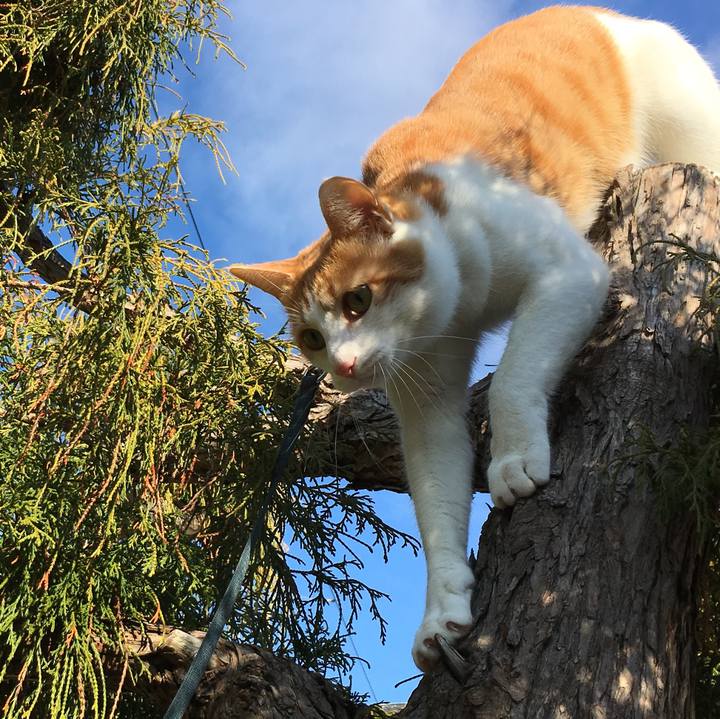 677029ca affd 454a a9b6 cdaa610e1ae0