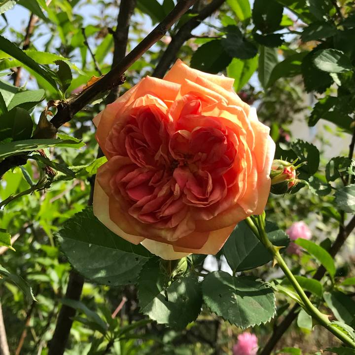 6774a17d a308 4a39 b868 cfb4afe0d46a