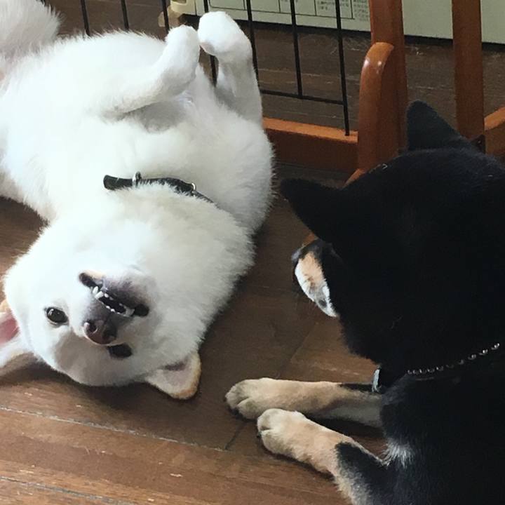 6778b37e ad3b 427f b82b 053e996ea74f