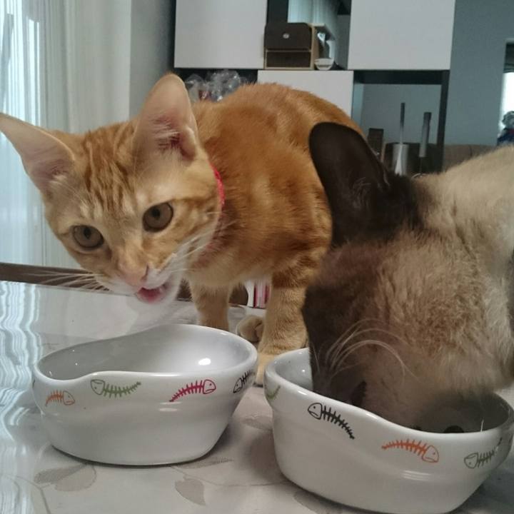 677caee8 a246 4ada b7e7 838f51a89620