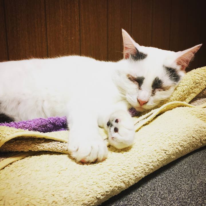 6781f9a7 cf12 4fd4 a461 237fd5bb31cf