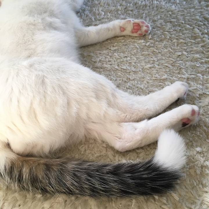 67c54790 4c99 4ee5 9afc ada000d98a82