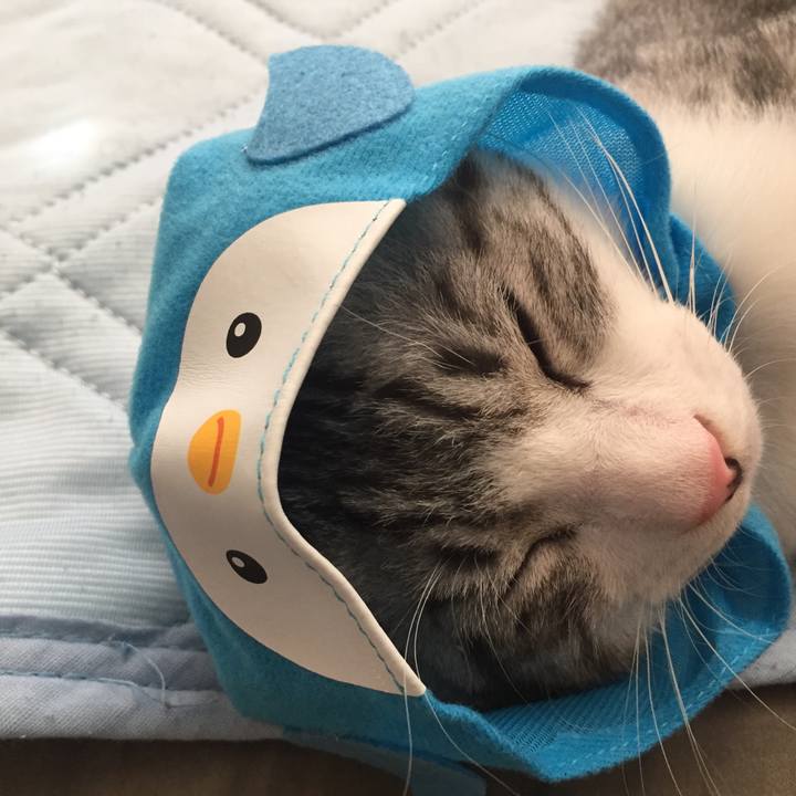 67c6861c 0ec3 4098 bb3a eb53a85117da