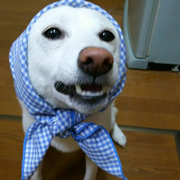 67f8bd17 a150 49dd 82bd 84305036233b