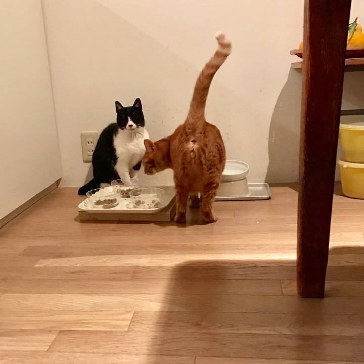 6807ea22 b6fc 4c3e ab6b 2e92273b0577