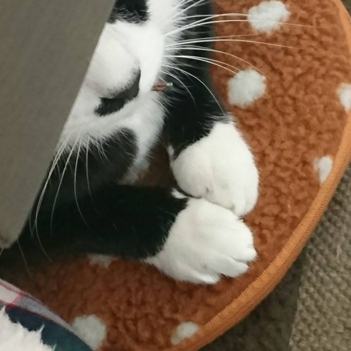 6817848e ec93 4cba a0ab d14df0c55559