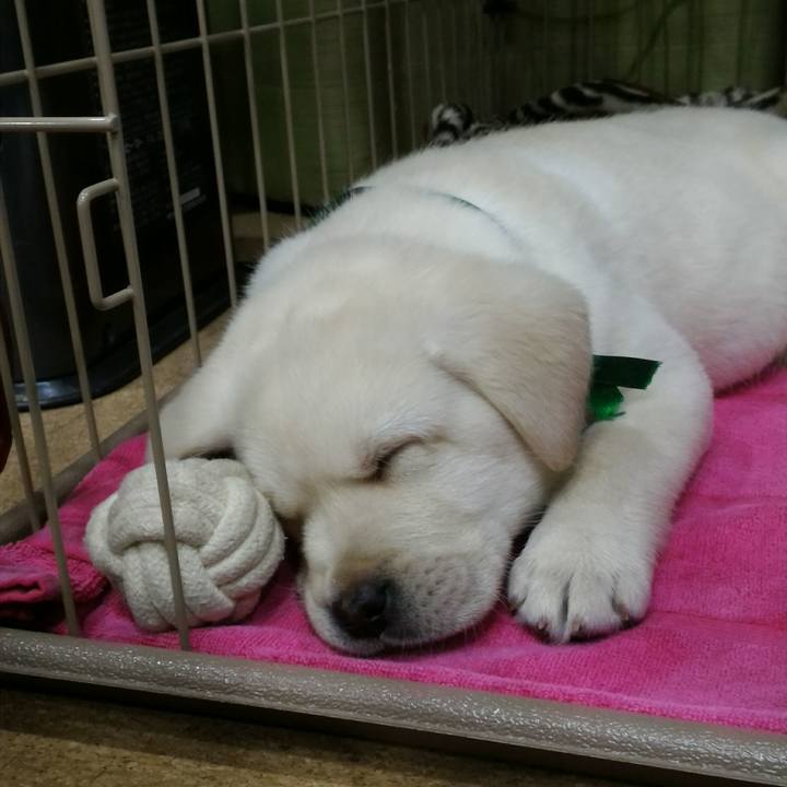 68198513 ca86 4526 a549 004f3983ae07