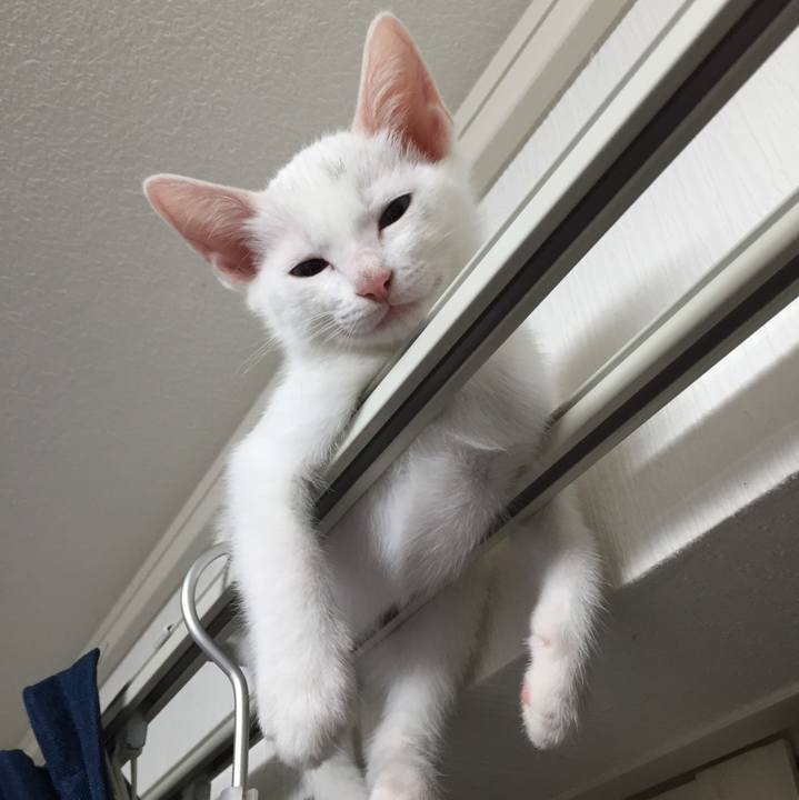 681c3889 171a 4760 af8c 37bcfaf201ba