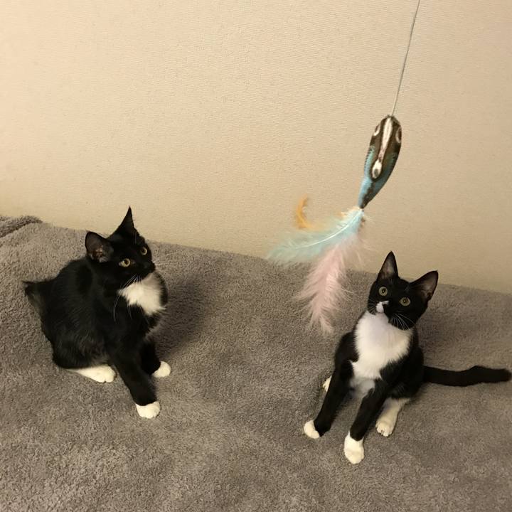 681ccc08 dc98 4319 8731 74cb0ad1cf81