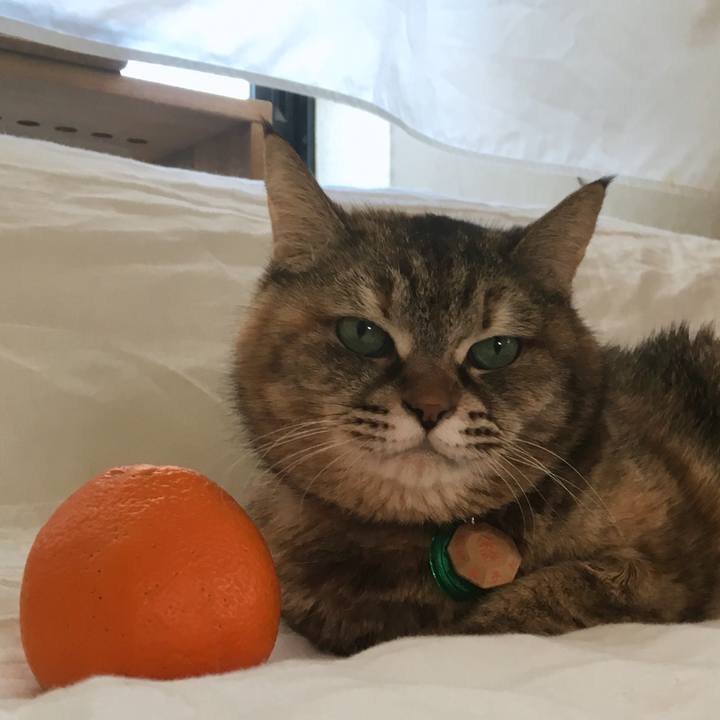 68232926 f540 4513 b8e5 32f334ba3590