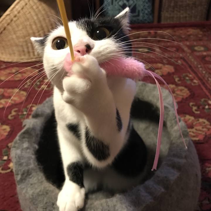 68288328 4862 4e8b 847c 1cf12668f857