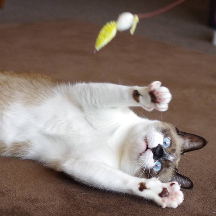 682bd119 dc6e 4cf0 bfca e02898eb3773