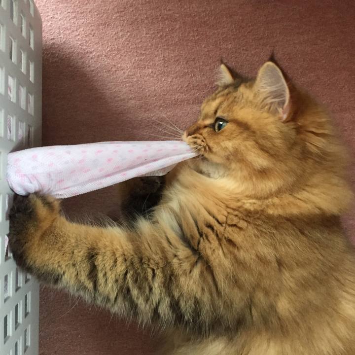 682f0593 191f 4c2d 898a 6d2b7a437cd1