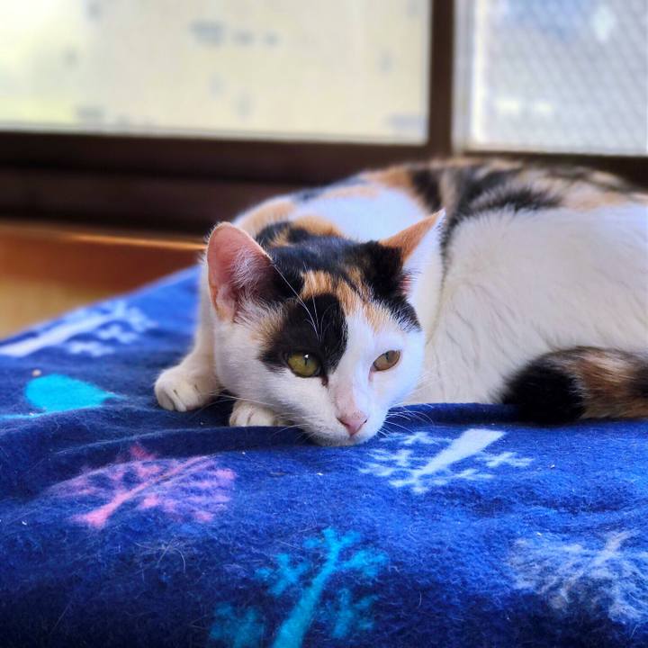 68348d4e 9c07 4026 b505 d0ca20c64f22