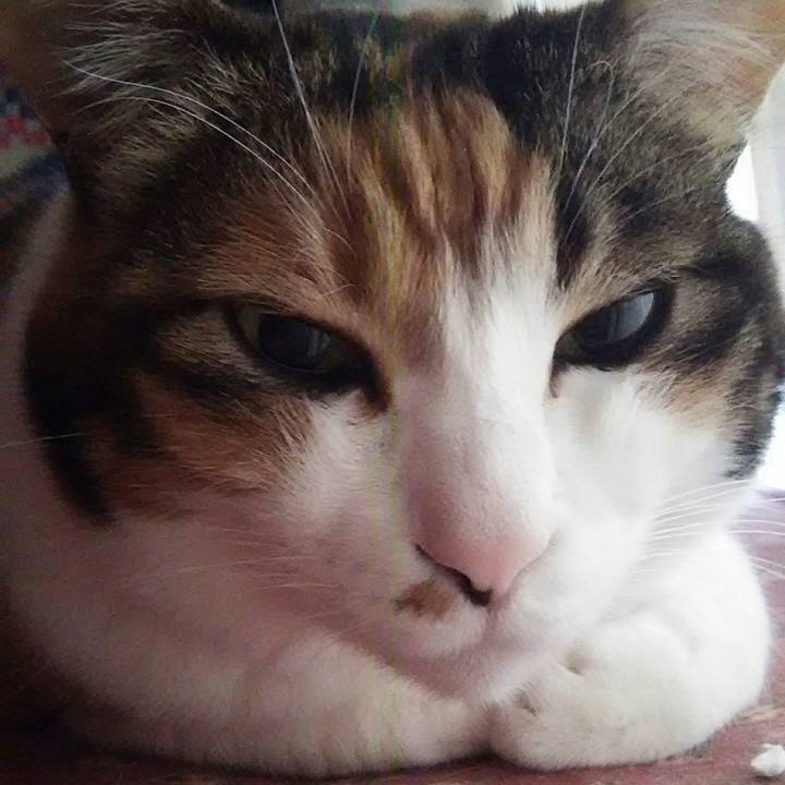 683d4f0c 0c2b 473e 8ecc 5e3861bfd78a