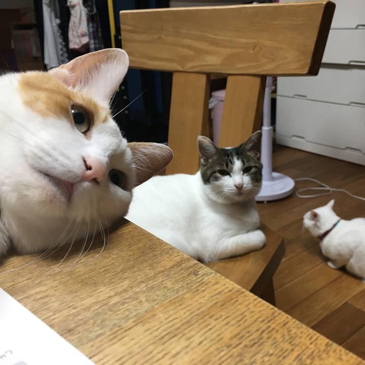 6843e8db 5fea 403b 9b24 034da85ab0ec