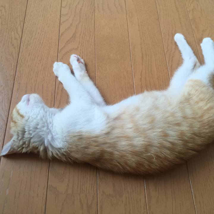 684ccc05 a42c 4301 8c45 6f7f6a8b0f0a