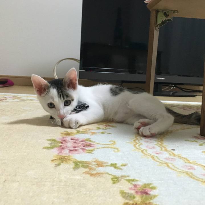 6862a702 e2f3 459c a655 08c2834c383d