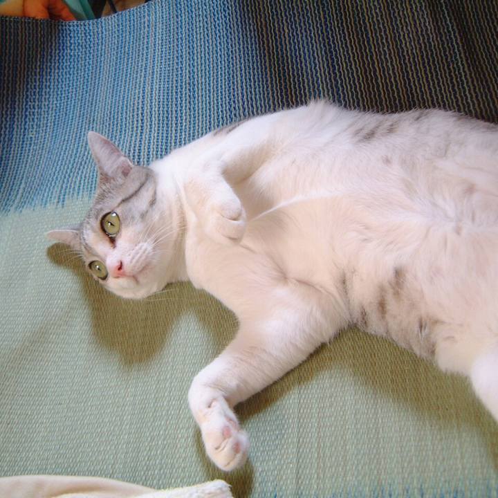 6863689a 91dc 4685 a085 14e173b73280