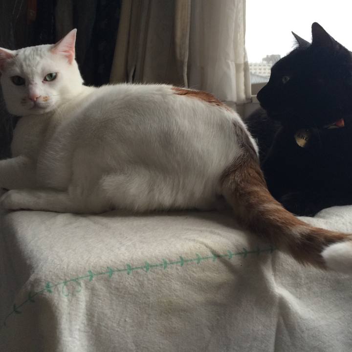 686d0863 a77f 4ff6 ba28 2f647295bbaf