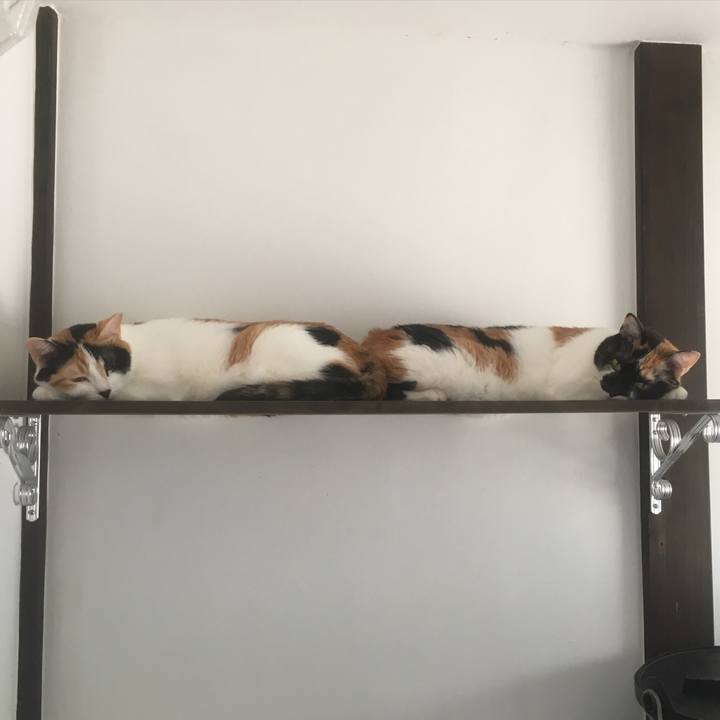 68732a7d 2816 4d0c b26b 5fab70455794