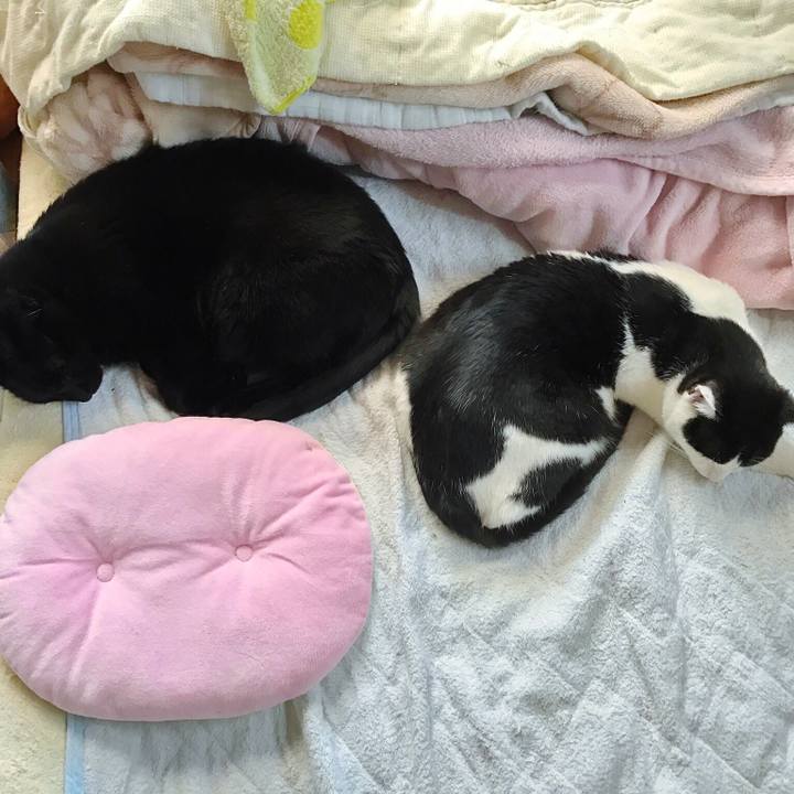 6873d485 820f 4f83 a105 487858416243