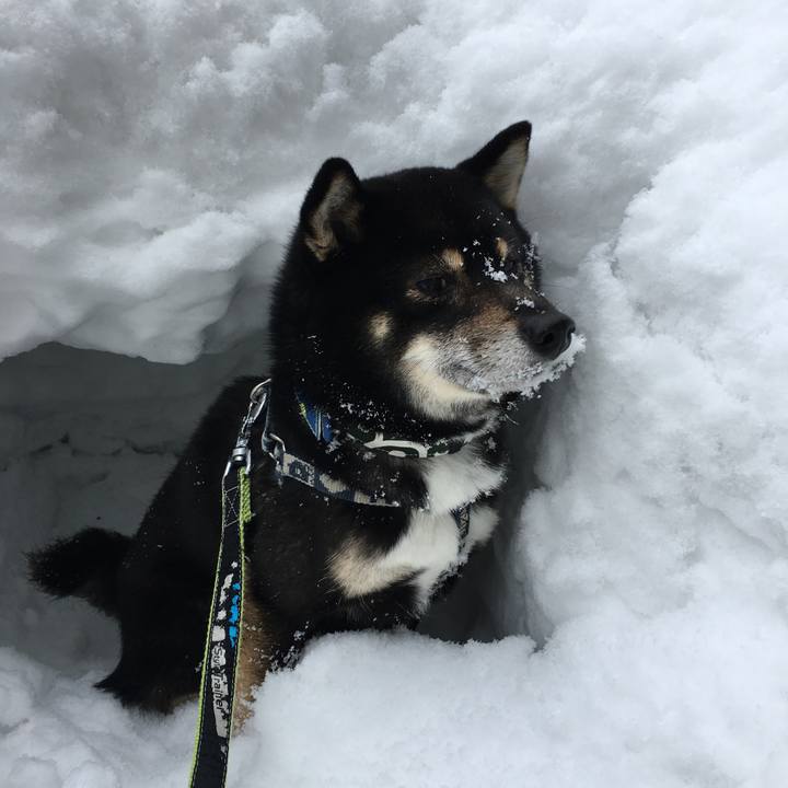 68788d8a c20b 4b51 9001 dee93a171594