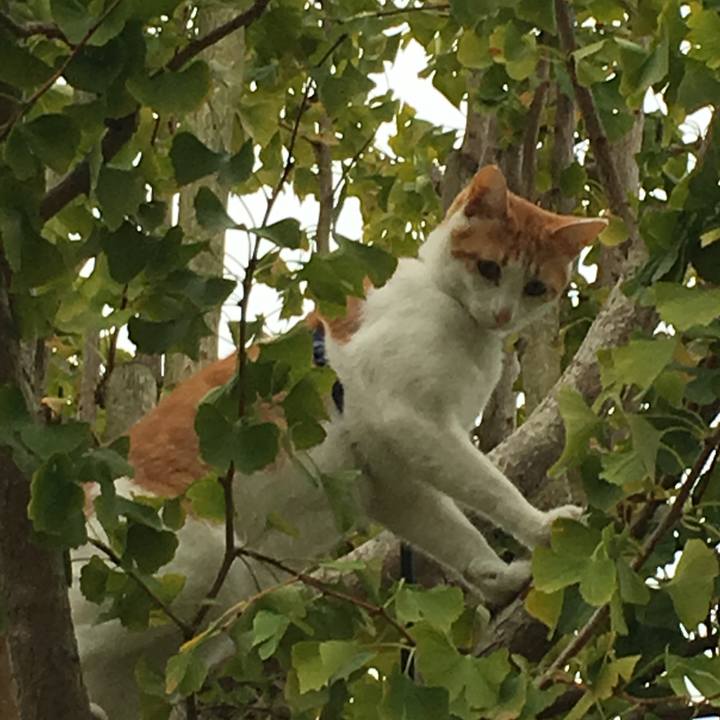 687adb99 fcaf 490d 9efb 2a158d3dc5a0