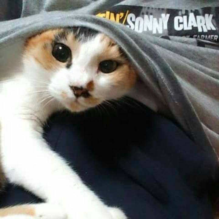 687f858e 9ea0 46fa b309 1ff4a6f77470