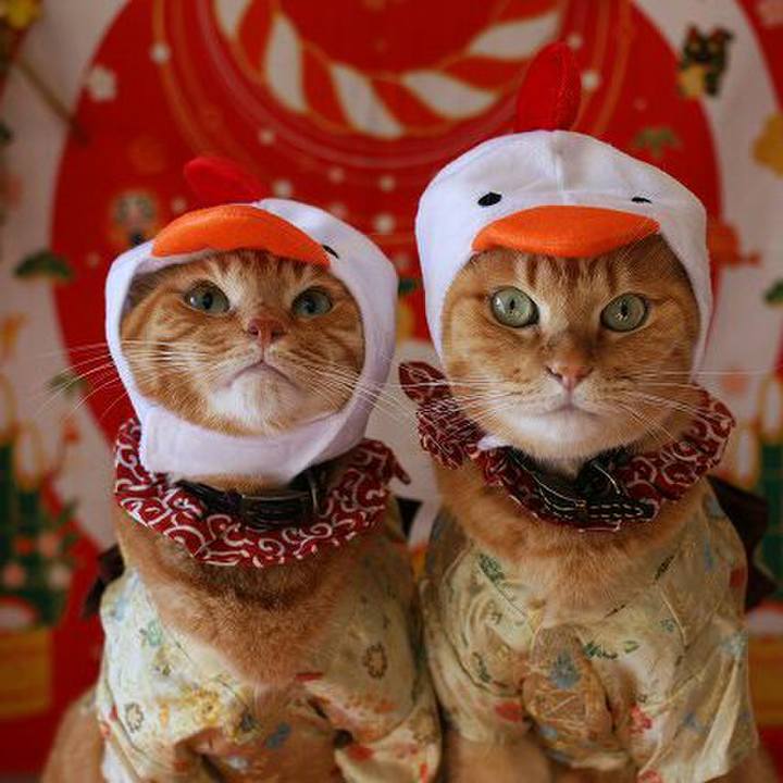 68818045 e652 4e6e a2cf 2fb6f3ef49fe