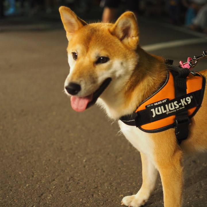 68823635 ea40 482b 96a1 423a71fcae3a