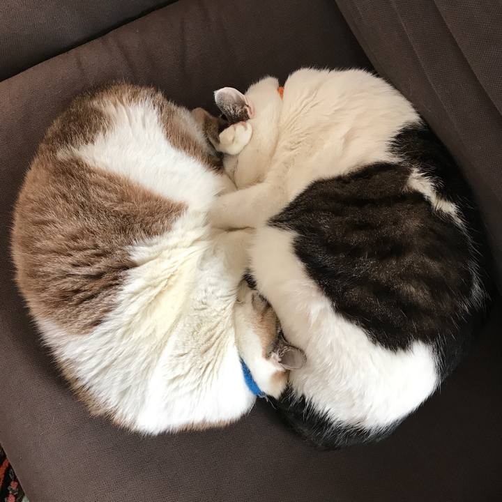 6884eced 1bcb 4001 a1fe b6dd69ca5a57