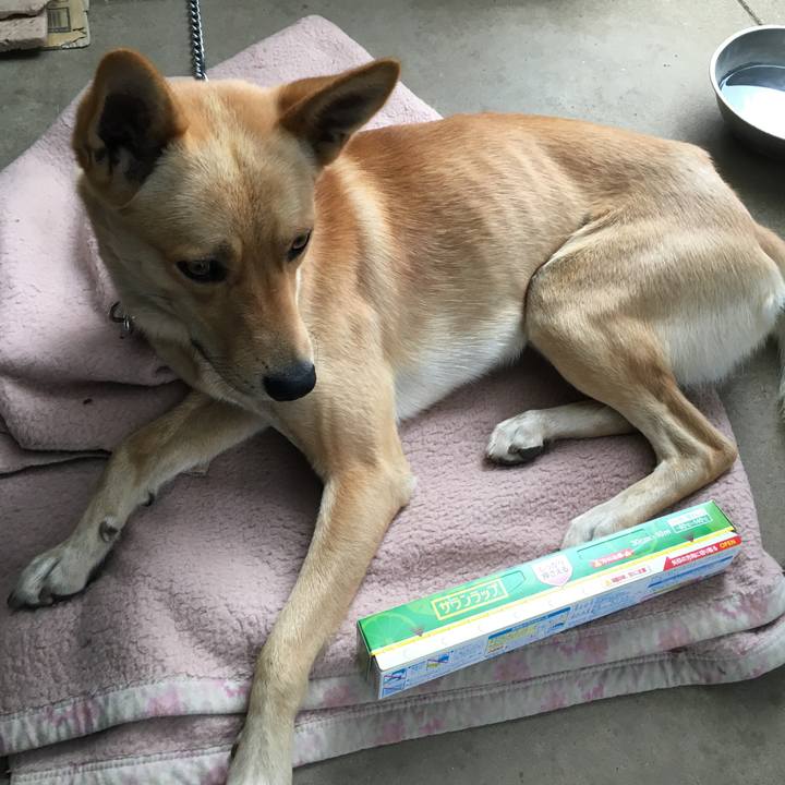 68885e42 c528 4163 a9c8 98a35f48bef0