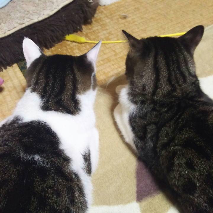 68a01dbe 8398 4982 a437 f7d3cee72b8b