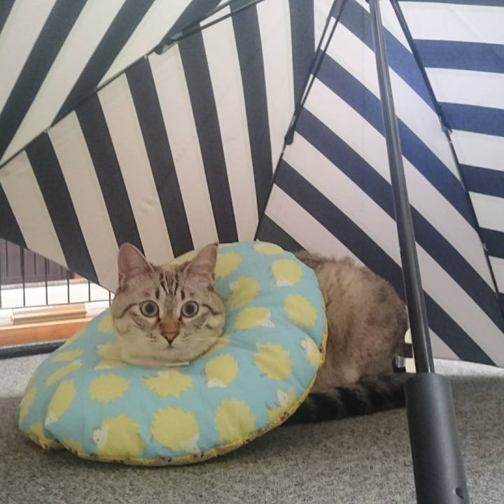 68a25f2b 66c5 451e 8e2d a60988b809c8