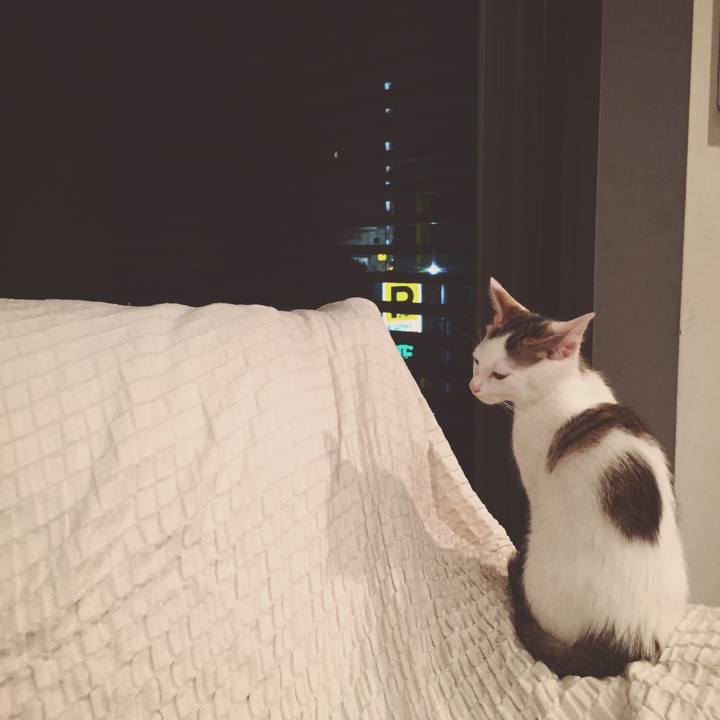 68a43065 78ea 4372 a013 589fd45fb6ee