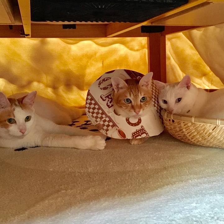 68aeead6 3ce3 497d 8244 0b21eb524fdd