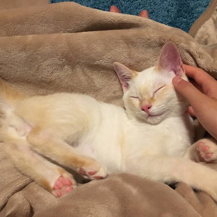 68ba7aaf bcc2 44ee 9fe2 3eb7f690c8f2