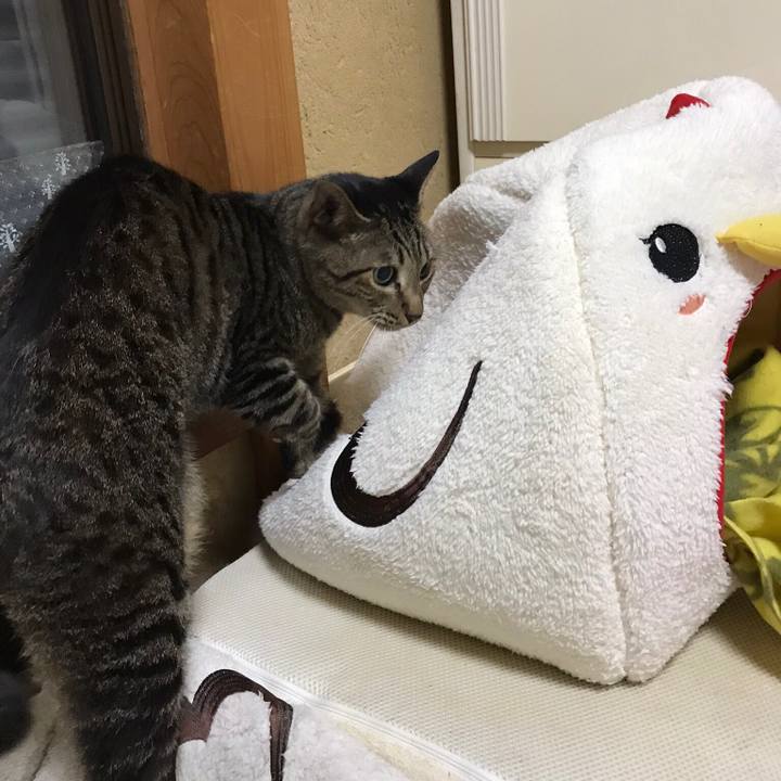 68bf7a6b 81ed 4924 ba73 0286317be448