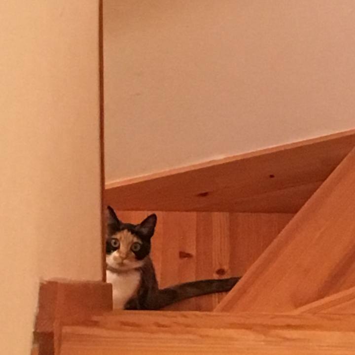 68c1c32b 1a4b 4c7f b37a a3fe2669b235