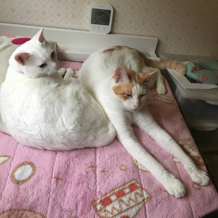 68cd62ad 23cf 472a 8182 2be4381f6ae2