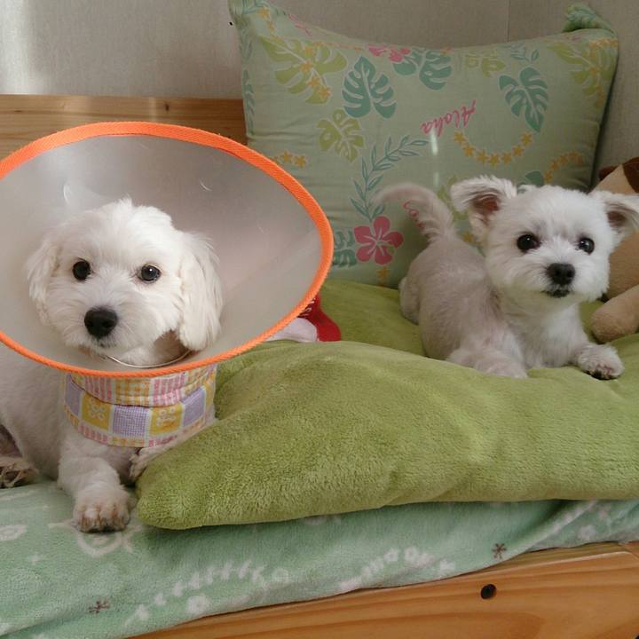 68ce2e1c c2ec 4553 935f 4feb1197b8f8