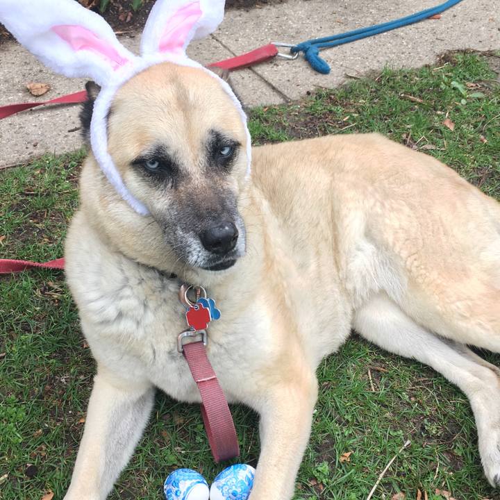 68cebb26 26f9 4560 b93b fd890f3f41b0